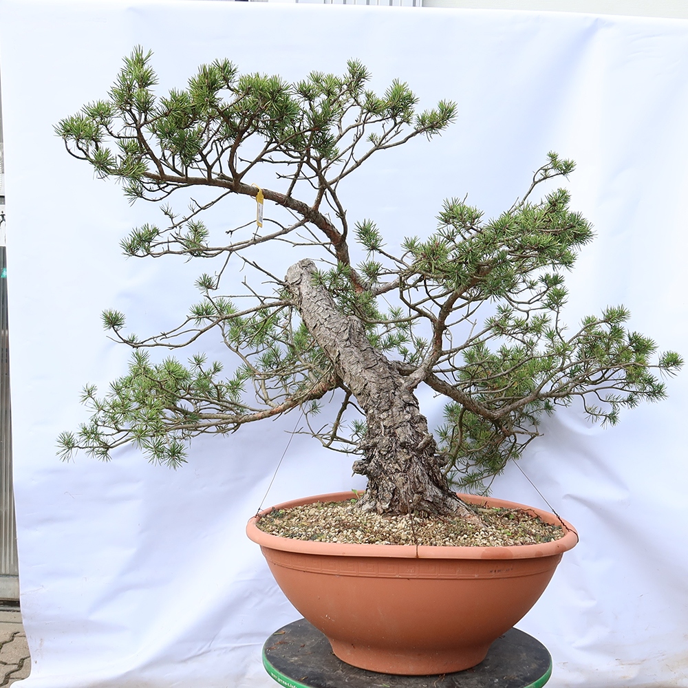 Pinus sylvestris Španielsko – borovica lesná