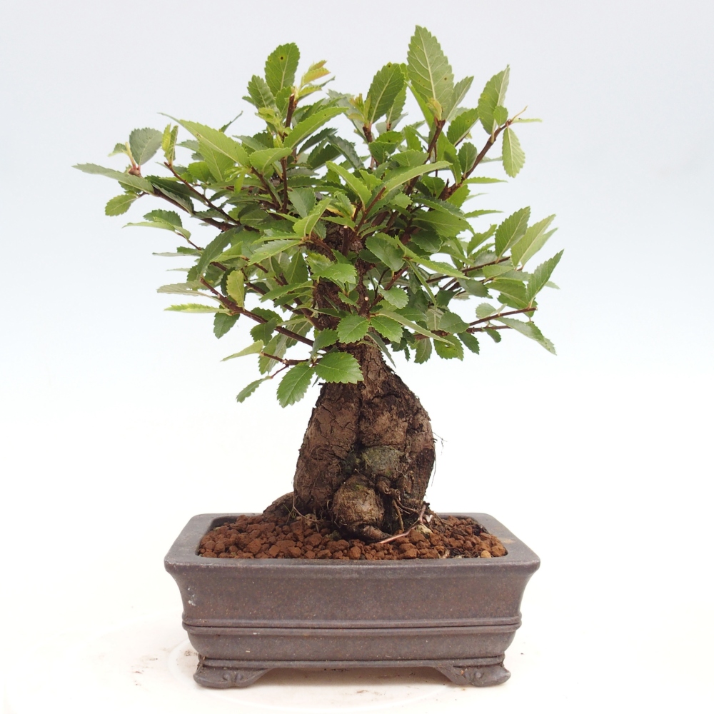 Vonkajšie bonsai - Zelkova - Zelkova Nirom