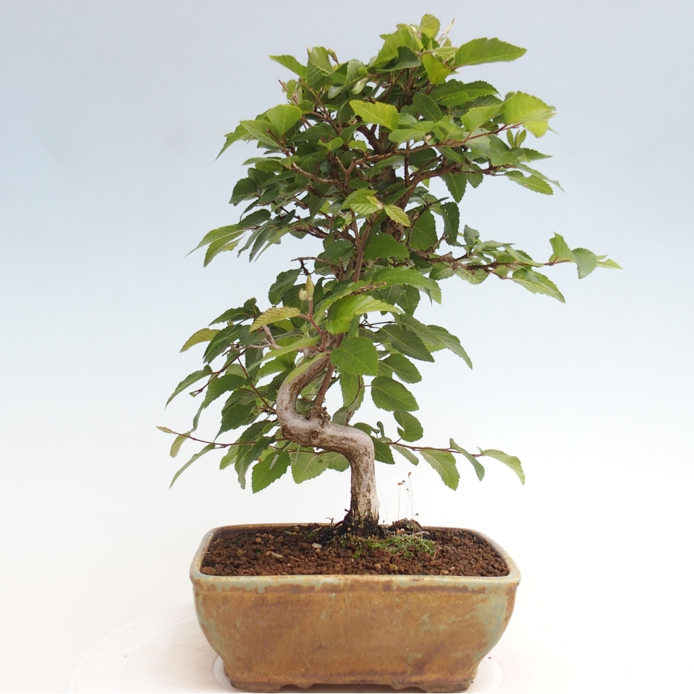 Vonkajší bonsai -Carpinus CARPINOIDES - Hrab kórejský