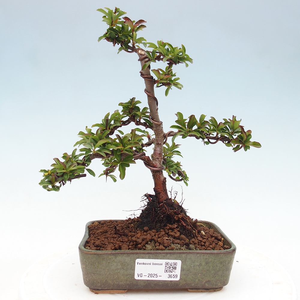Vonkajšie bonsaje-Pyracantha Teton -Hlox