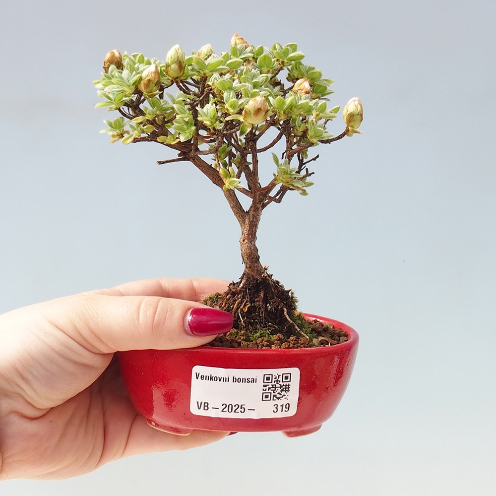 Vonkajší bonsai - Rhododendron indicum - Japonská azalka