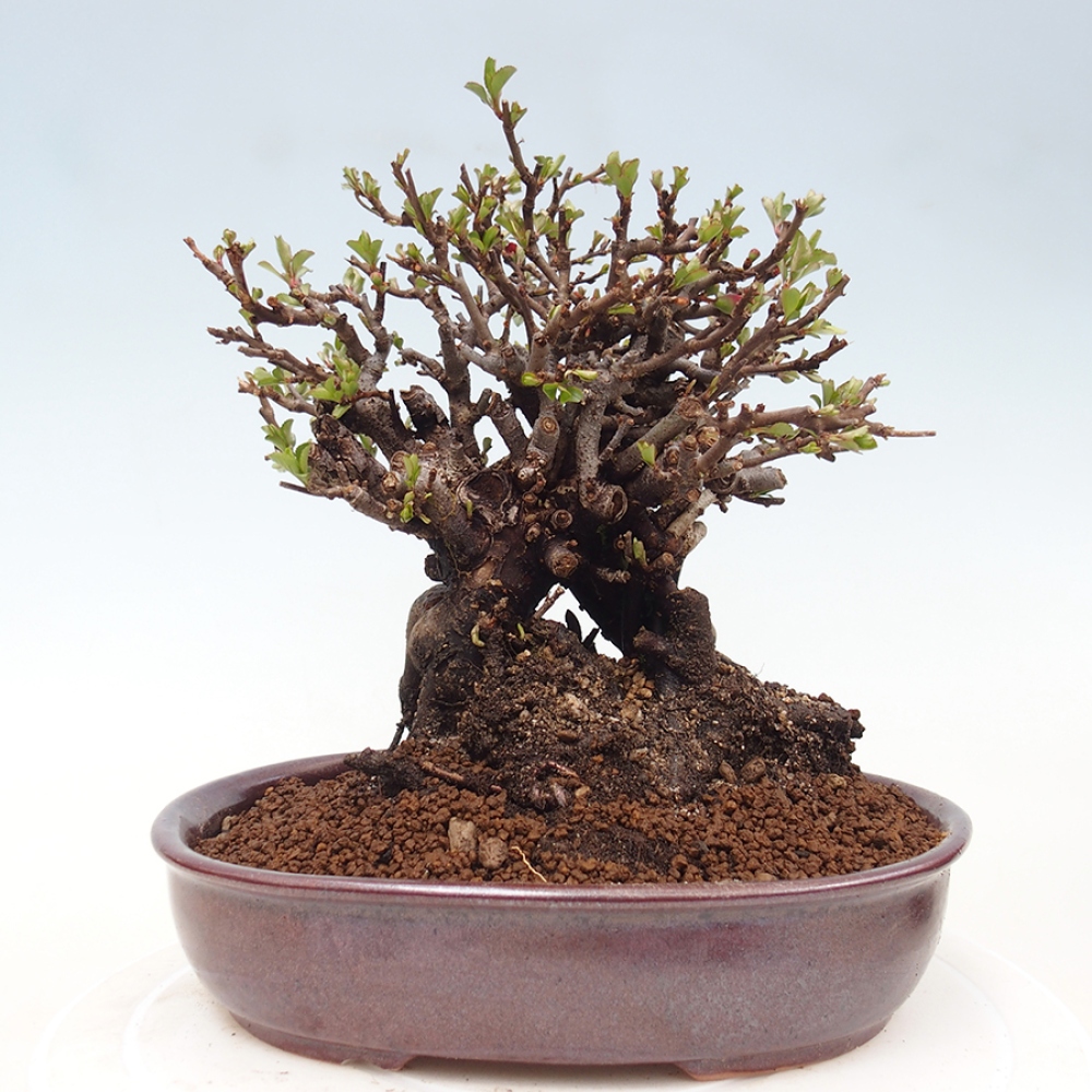 Vonkajšie bonsaje - Chaneomeles speciosa - Kdoule