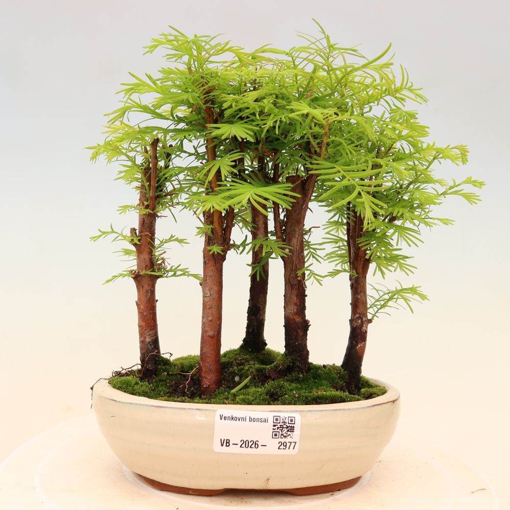 Vonkajší bonsai – Metasequoia glyptostroboides – čínska metasekvoja – hájik