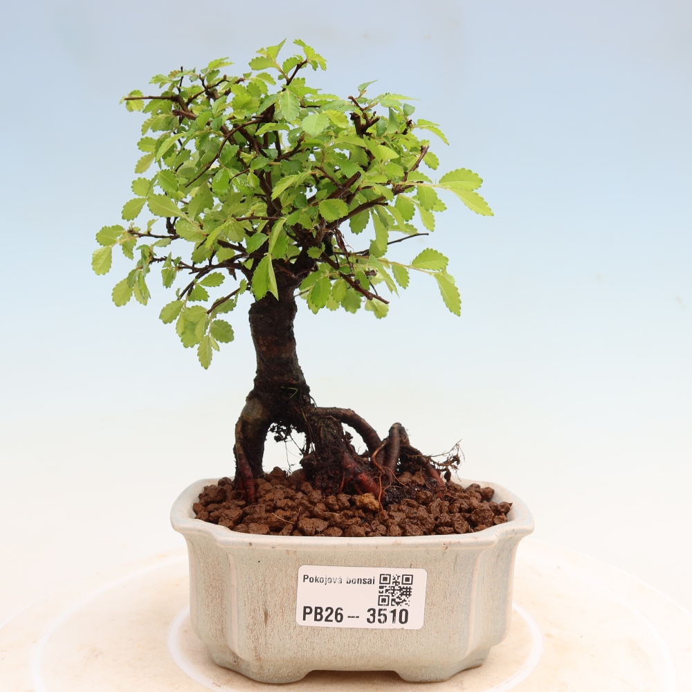 Izbový bonsaj - Ulmus parvifolia - brest malolistý