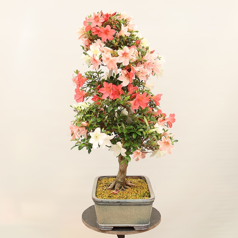 Vonkajšie bonsaje - Japonské azalky - Azalea Saishun