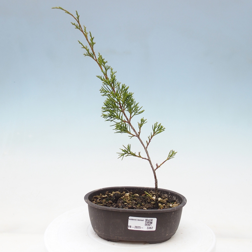 Vonkajší bonsai - Juniperus chinensis Itoigawa -Jalovec čínsky