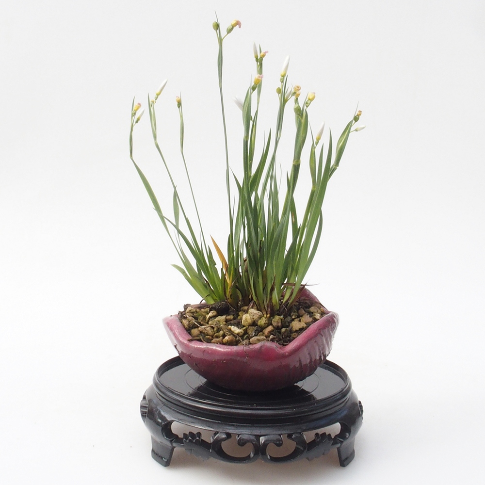 Bonsai stolík plastový okrúhly 11 x 11 x 3,5 cm, farba čierna