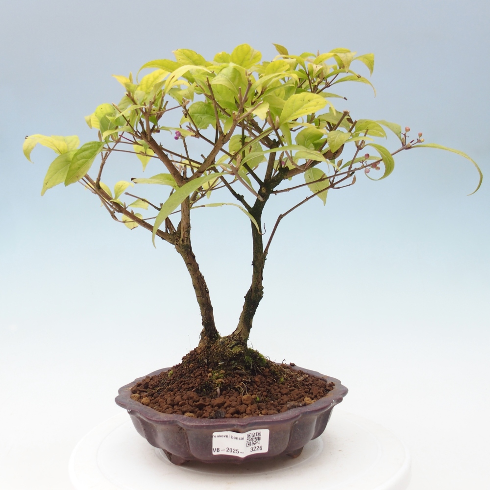 Vonkajšia bonsai - krásnoplodka - Callicarpa jap. Leucocarpa