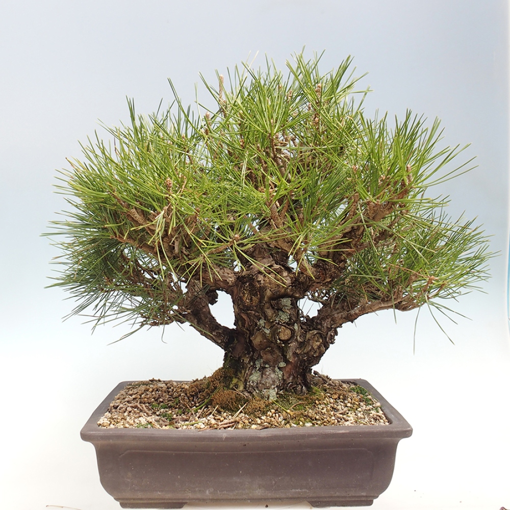 Vonkajšie bonsaje - Pinus thunbergii - borovica Thunbergova