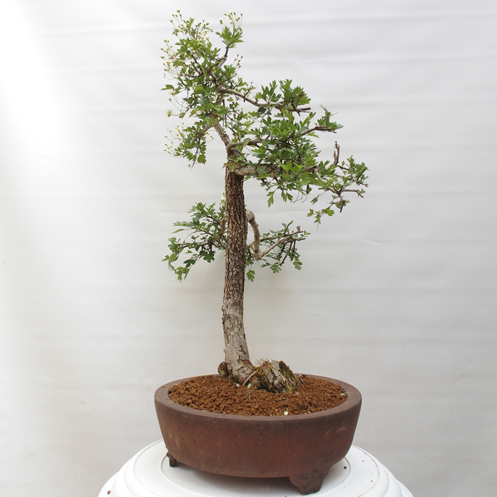 Vonkajší bonsai - Hloh - Crataegus monogyna