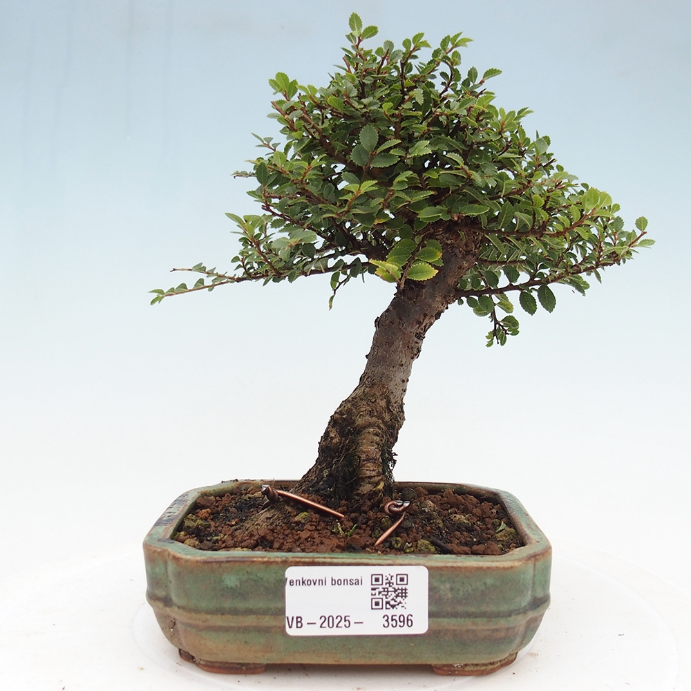 Vonkajší bonsaj - Ulmus parvifolia Hokkaido - čínsky brest