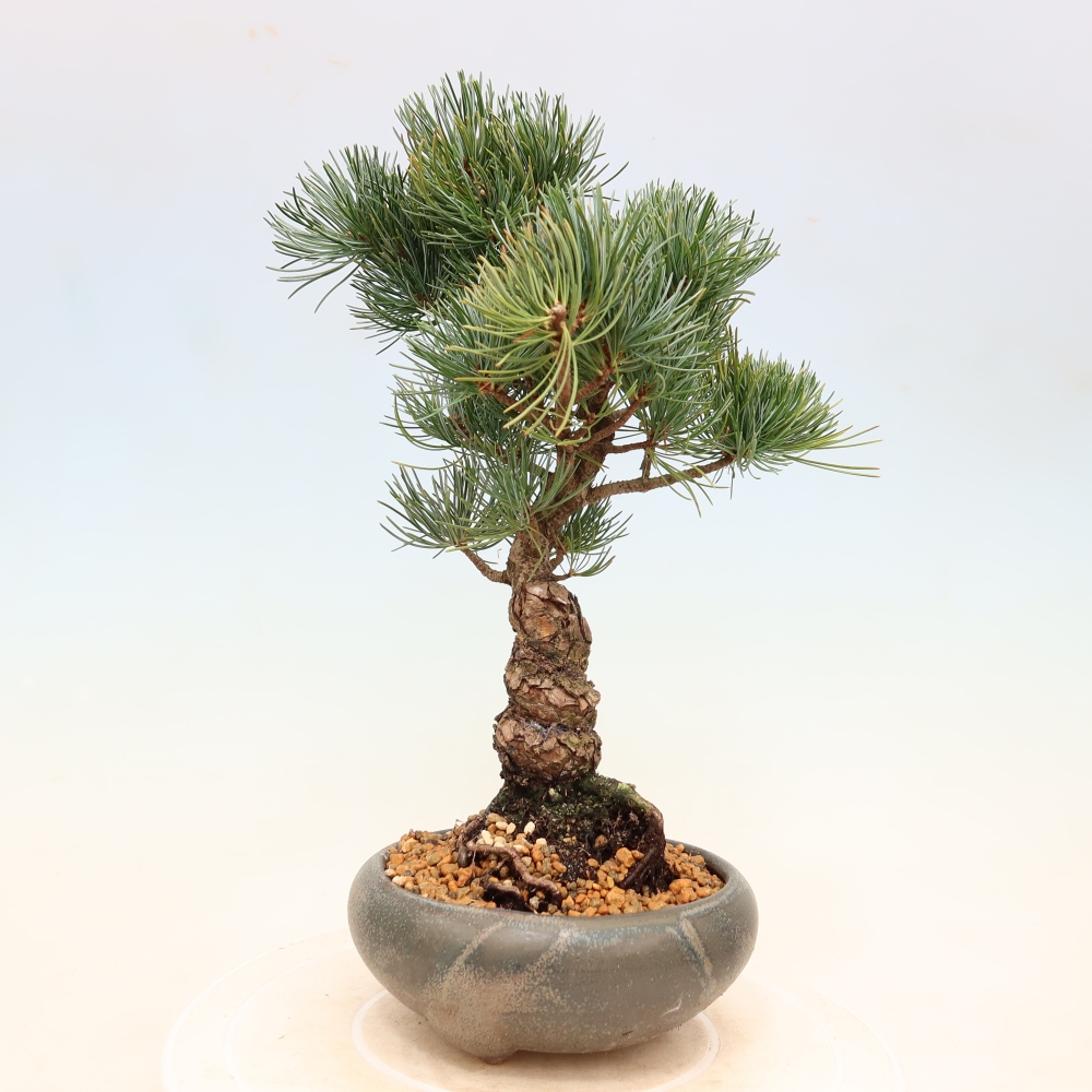 Vonkajšie bonsaje - Pinus parviflora - Pinus parviflora