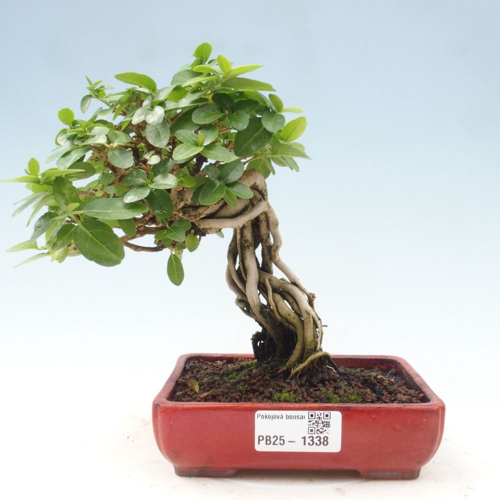 Izbová bonsai - Premna serratifolia - Kozlovoň malolistá