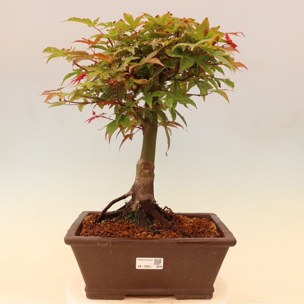 Javor poľný - Acer palmatum Beni Tsukasa