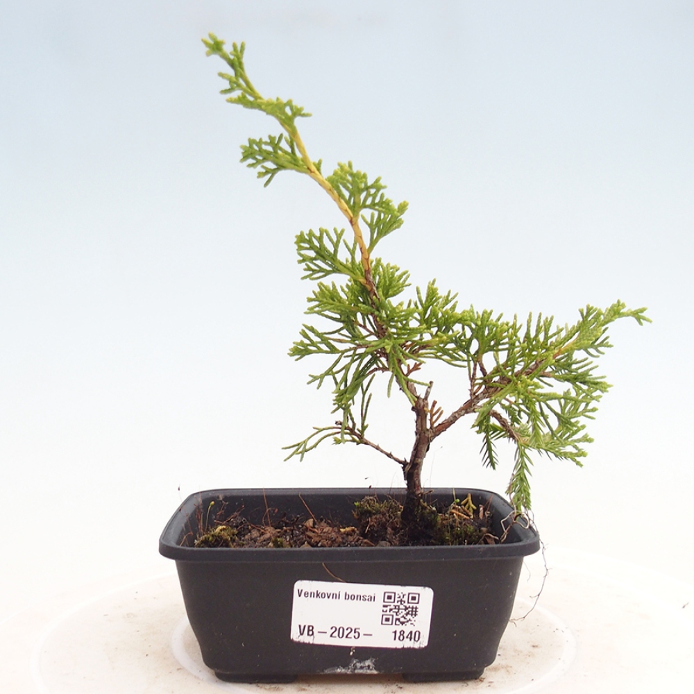 Vonkajší bonsai - Juniperus chinensis Itoigawa -Jalovec čínsky