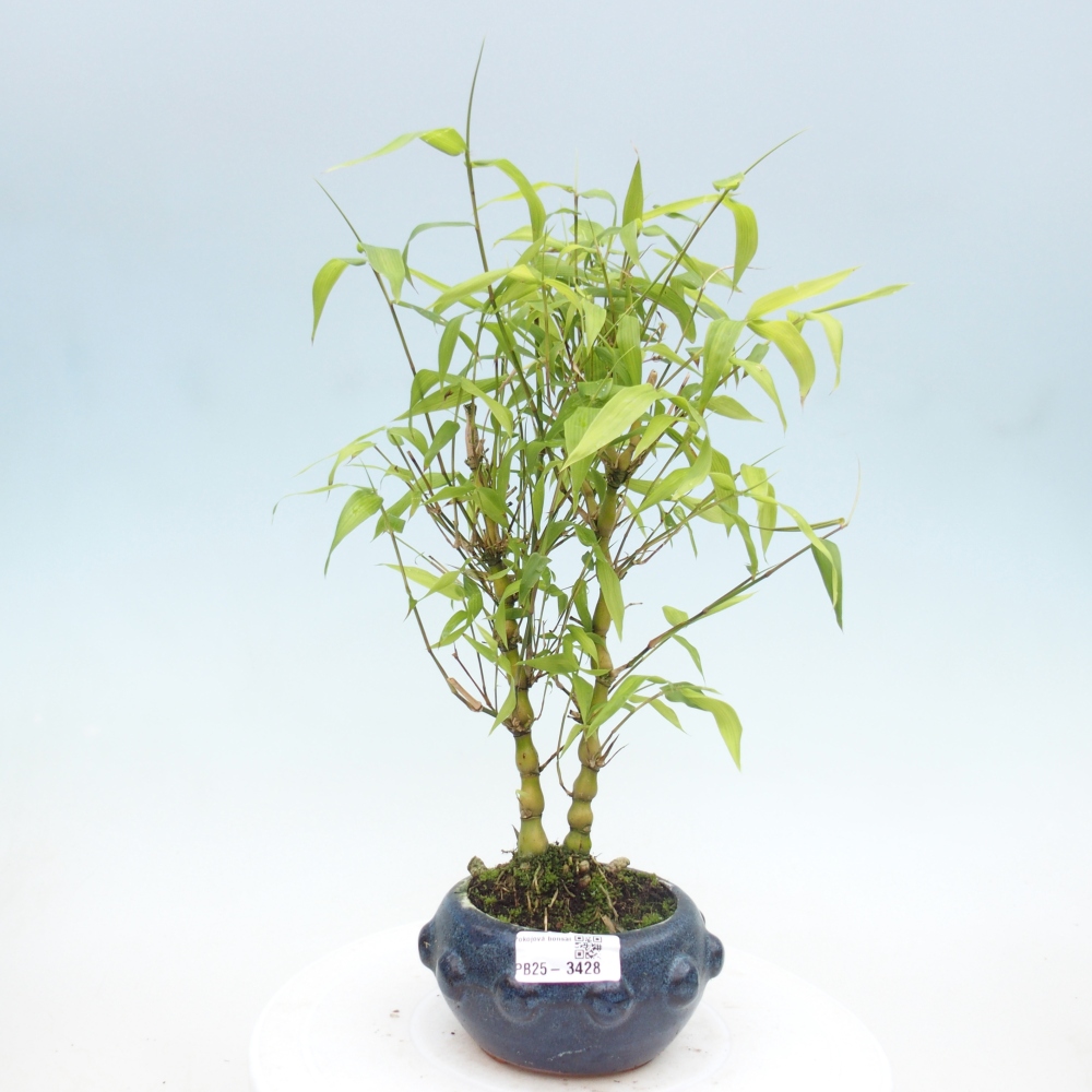 Izbové bonsaje - Bambusové brucho - Bambusové brucho