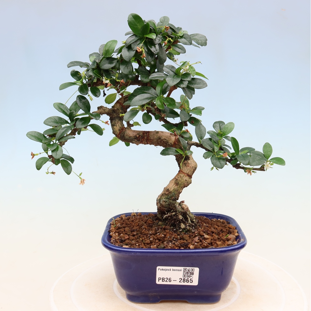 Izbové bonsaje - Carmona macrophylla - Tea fuki