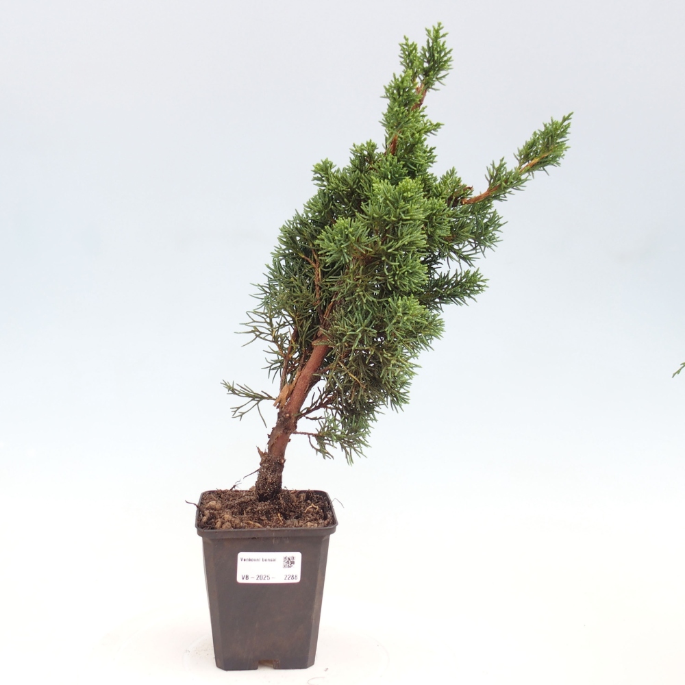 Vonkajšie bonsai - Juniperus chinensis Kishu -Jalovec čínsky
