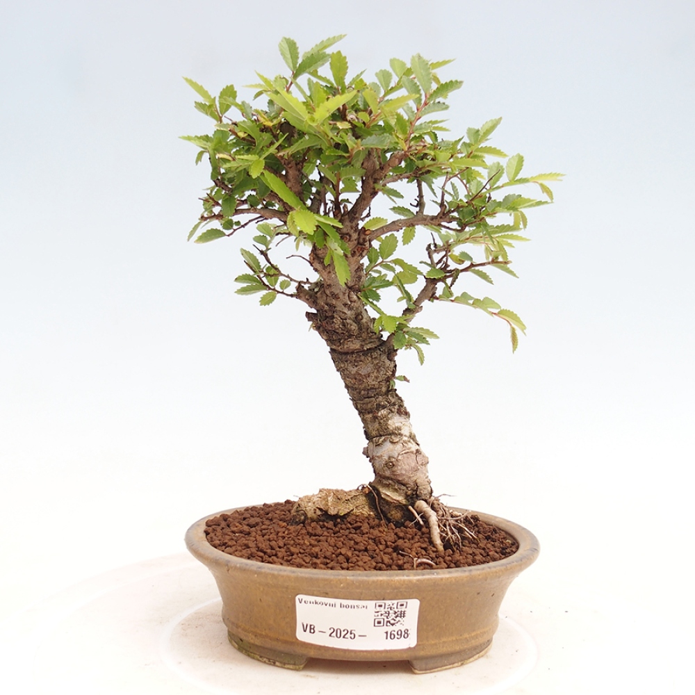 Vonkajšie bonsai - Zelkova - Zelkova Nirom
