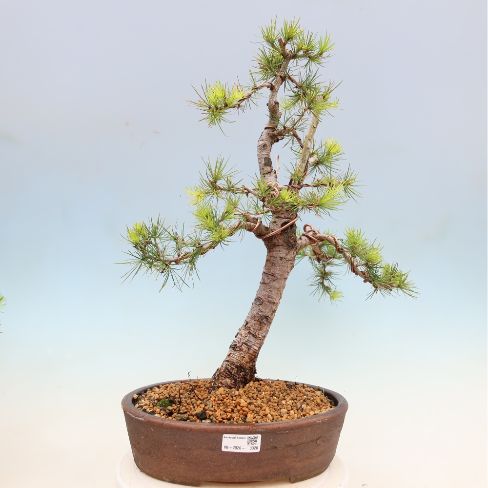 Vonkajšie bonsaje -Larix decidua - Smrekovec