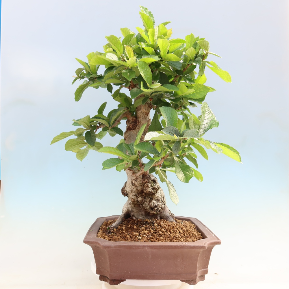 Vonkajšie bonsaje – Photinia chlpatá – Photinia villosa
