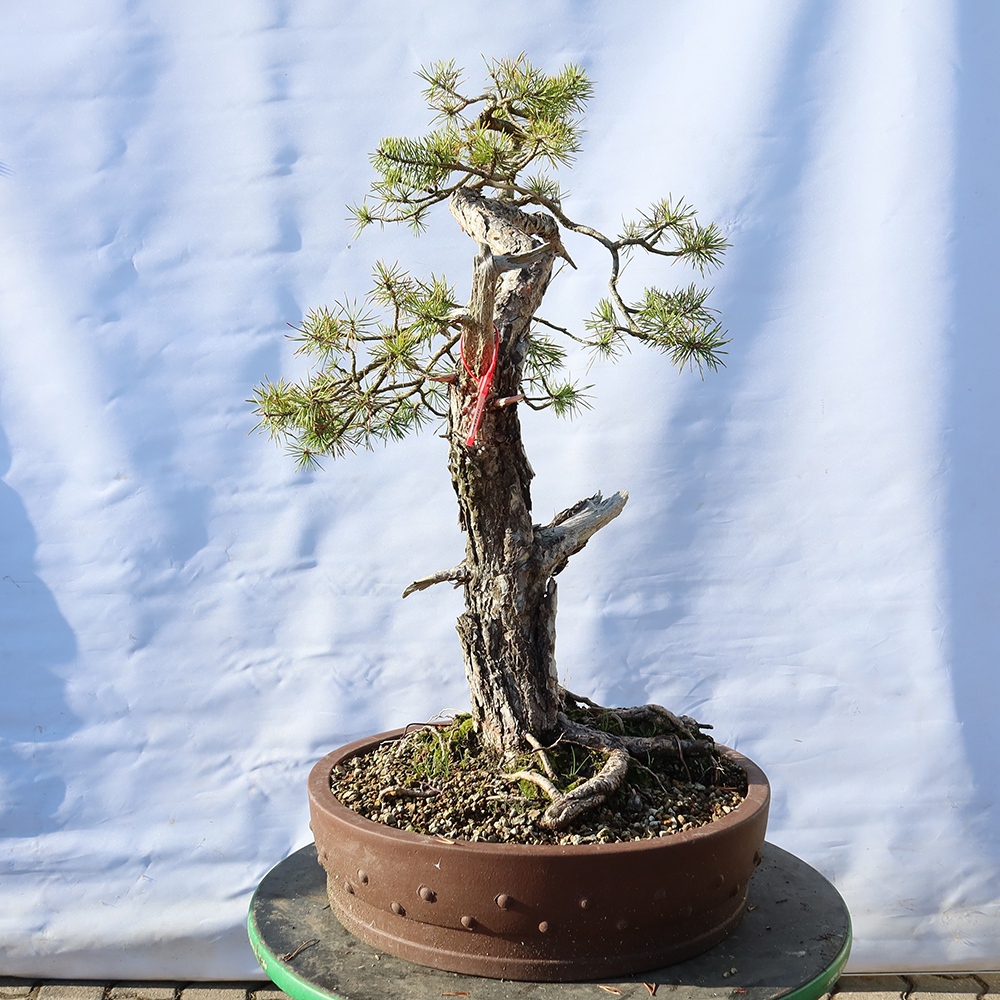Pinus sylvestris Španielsko – borovica lesná