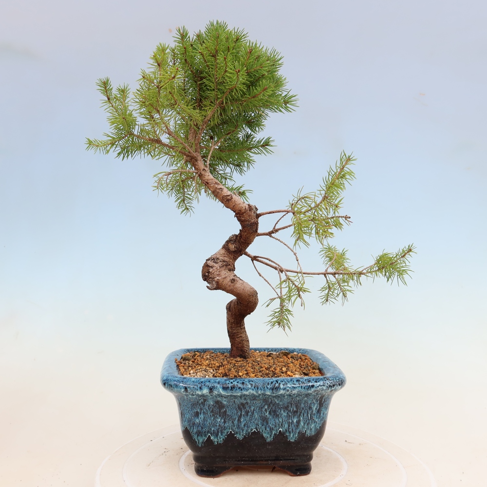 Vonkajší bonsai – Smrek sivý – Picea glauca globe