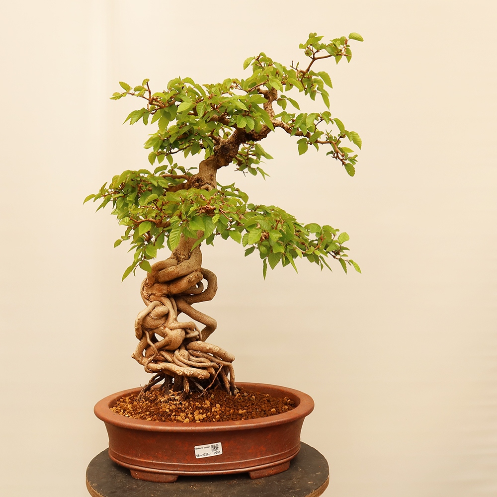 Vonkajší bonsai -Carpinus Coreana - Hrab kórejský