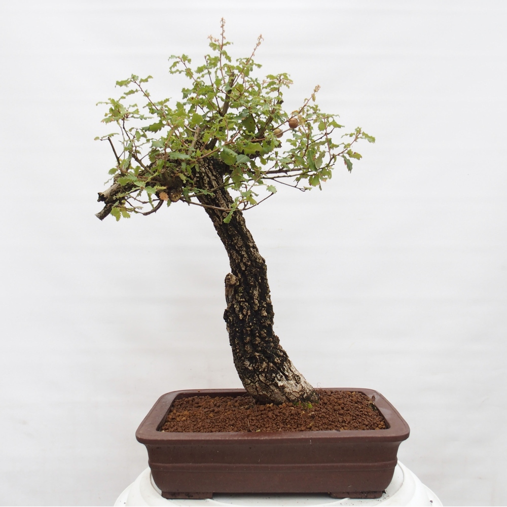 Yamadori - Quercus Ilex -Dub cezmínovitý