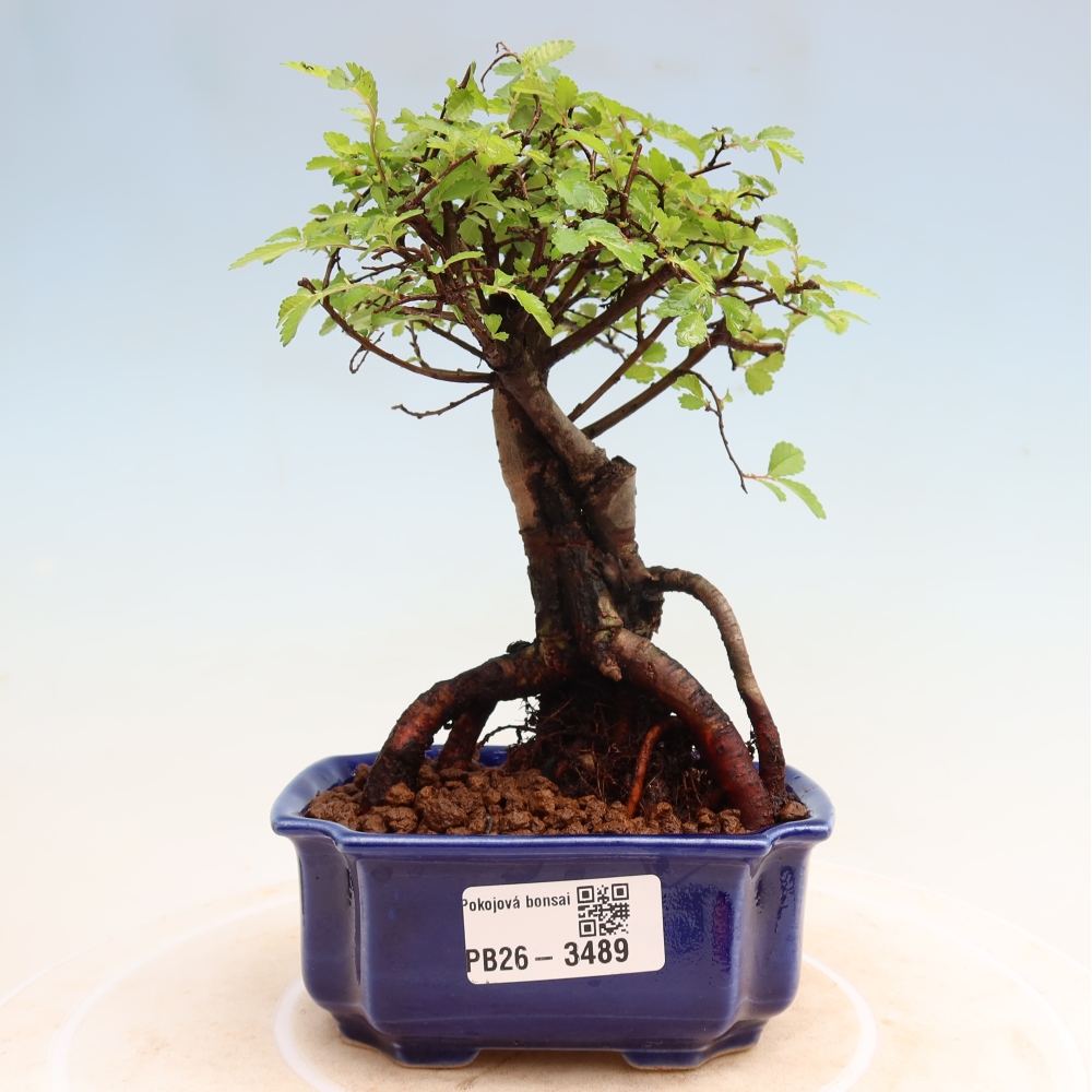 Izbový bonsaj - Ulmus parvifolia - brest malolistý