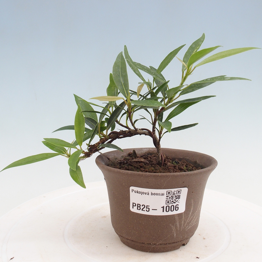 Izbová bonsai - Ficus nerifolia - malolistý fikus