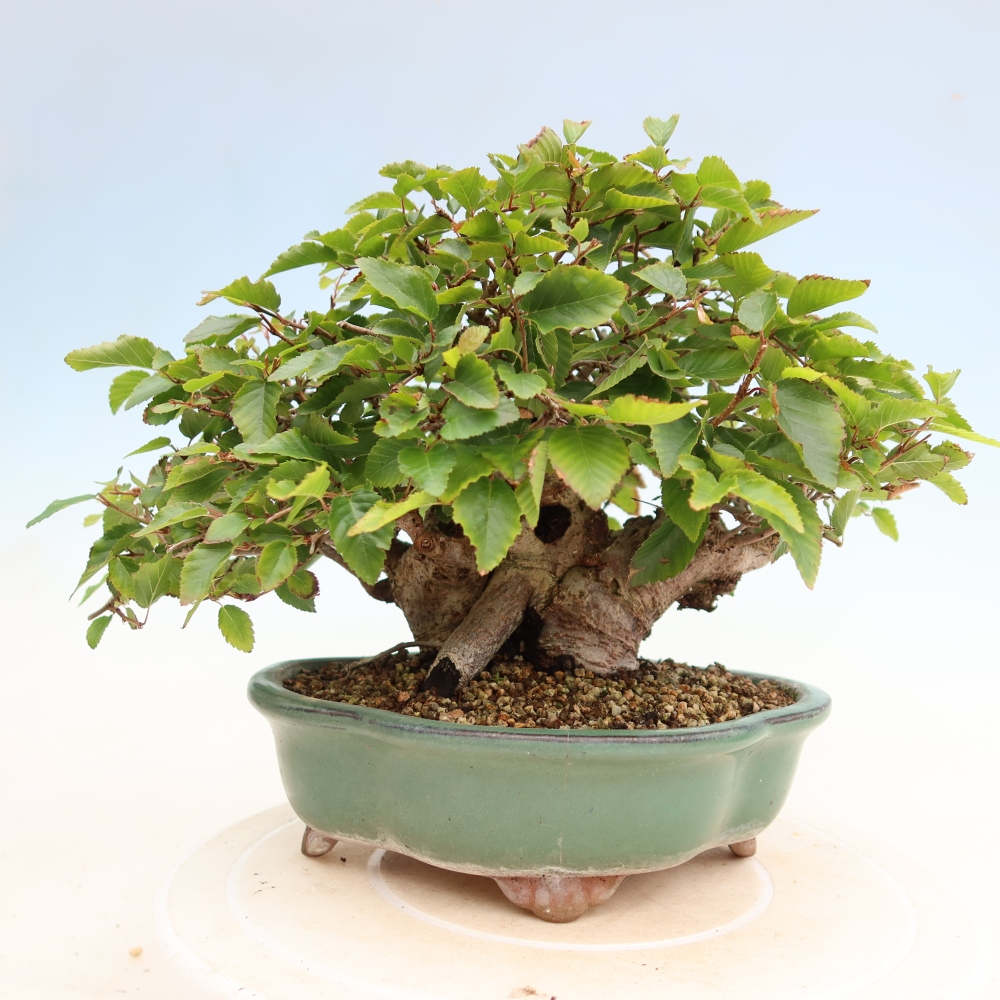 Vonkajší bonsaj -Carpinus coreana - Hrab kórejský