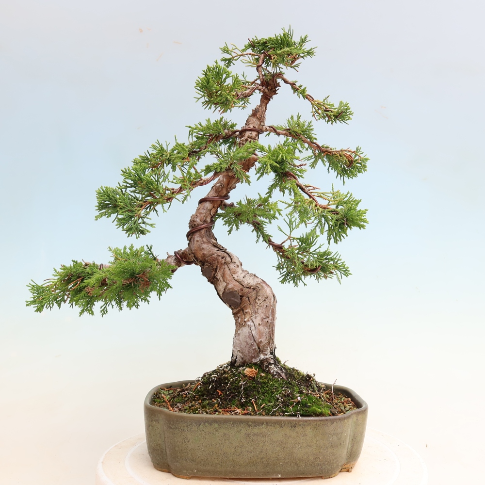 Vonkajší bonsai – Juniperus chinensis Itoigawa – čínsky jalovec