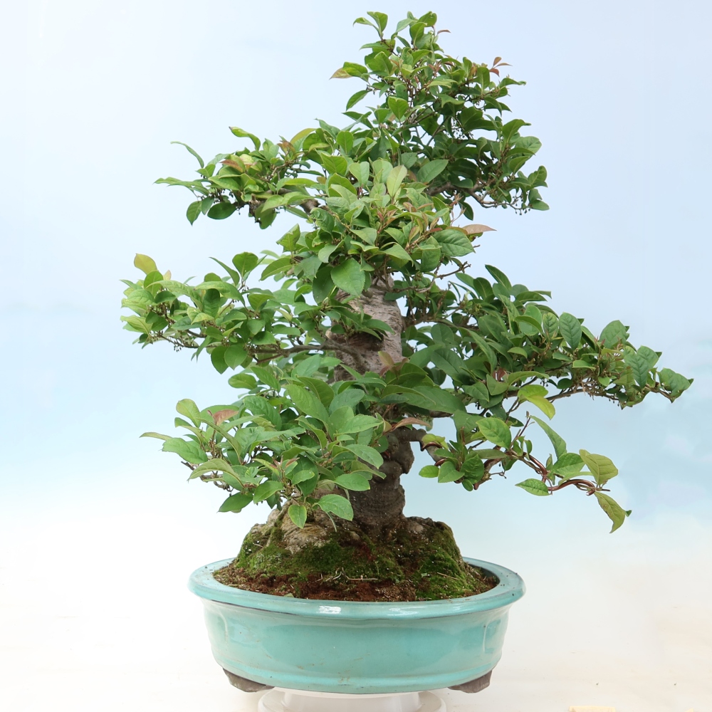 Vonkajší bonsai – Ilex serrata – cesmína pílkovitá