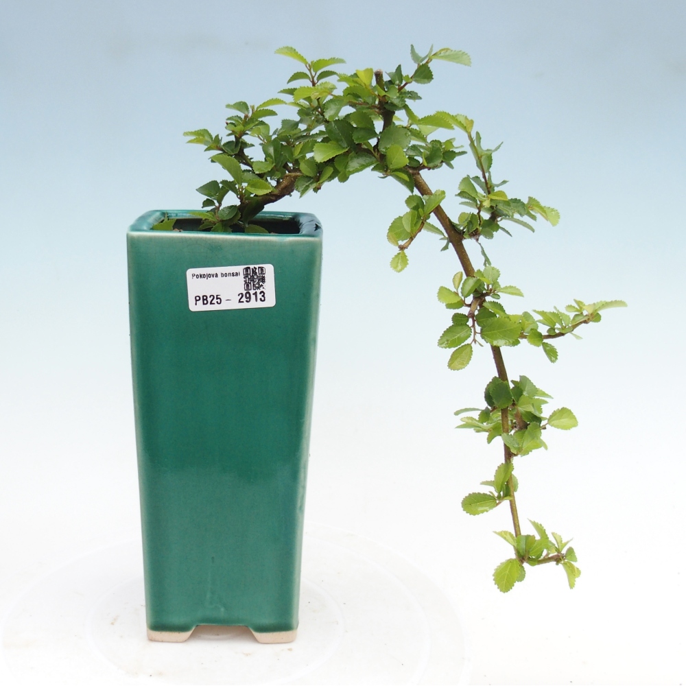 Izbová bonsai - Grewia occidentalis - Hviezdica levanduľová