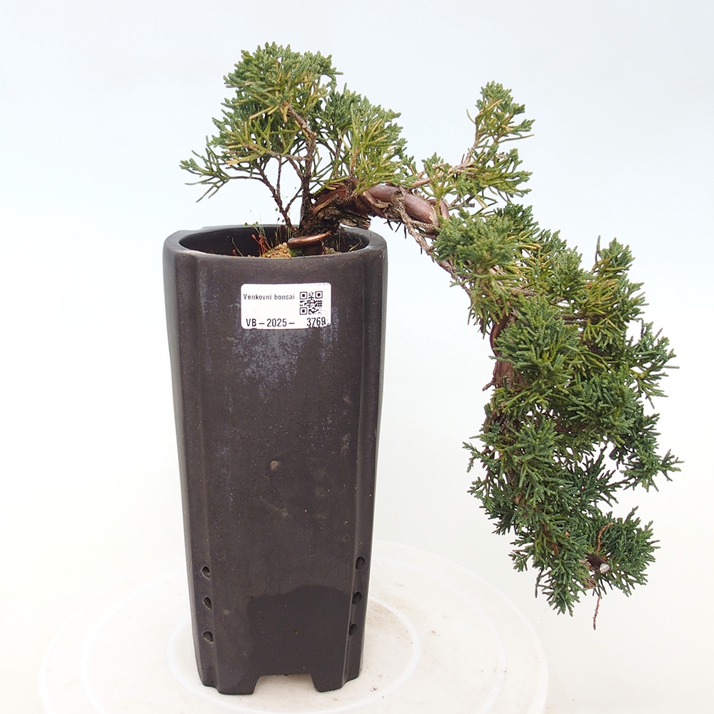 Vonkajší bonsaj - Juniperus chinensis Kishu