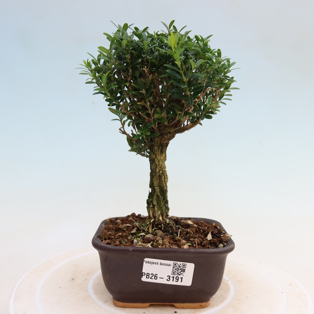 Izbové bonsaje - Buxus harlandii - korkový buxus