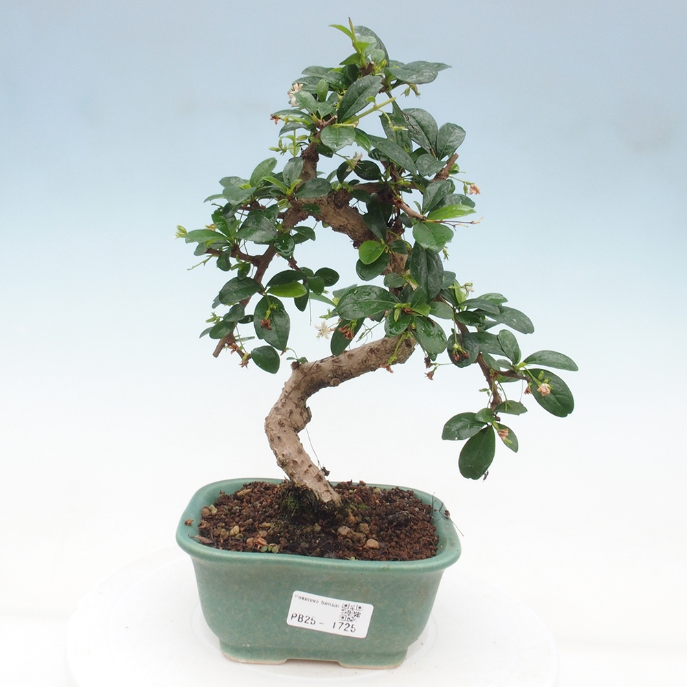 Izbová bonsai - Carmona macrophylla - Čaj fuki