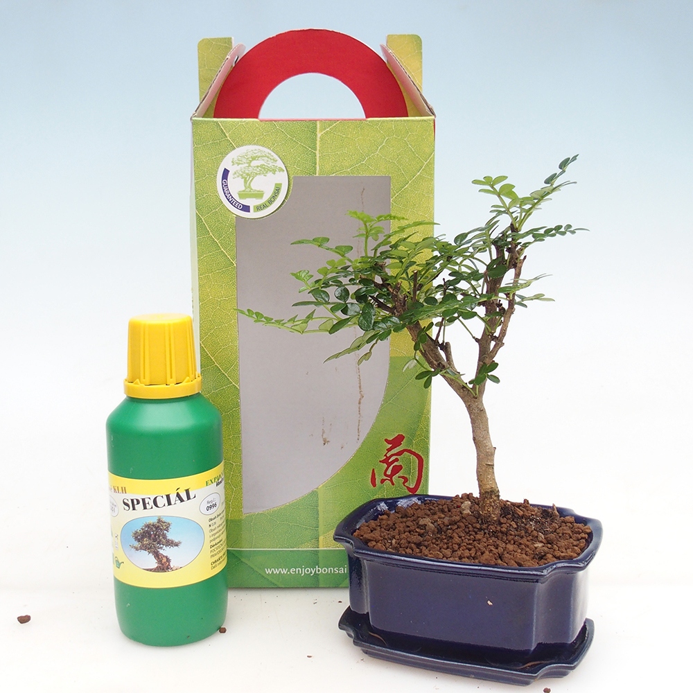 Izbový bonsaj v darčekovej krabičke Zantoxylum piperitum - Paprika