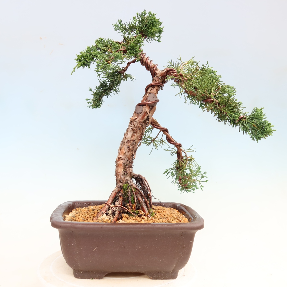 Vonkajší bonsaj - Juniperus chinensis Kishu
