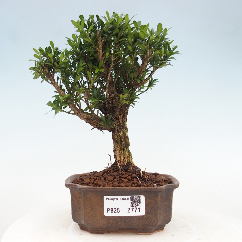 Izbová bonsai - Buxus harlandii -korkový buxus