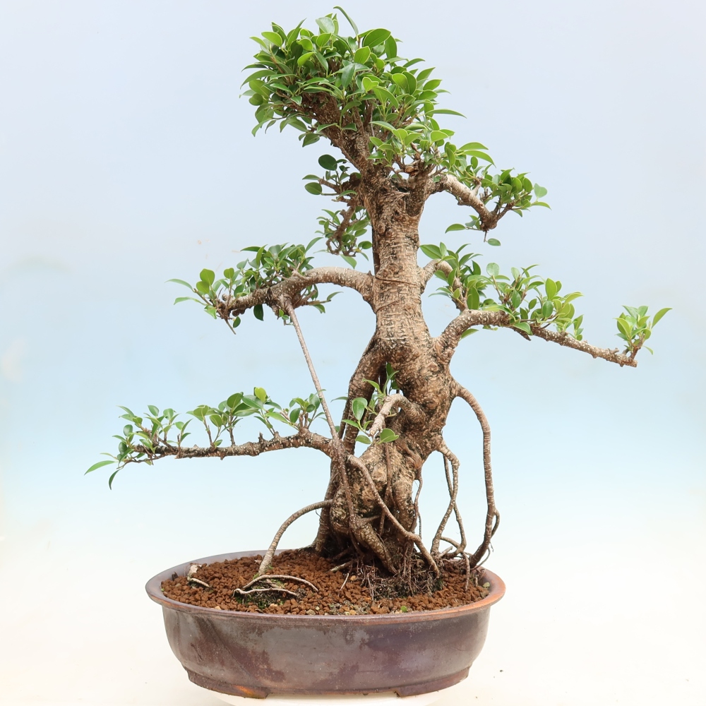 Izbové bonsaje - Ficus kimmen - drobnolistý fikus