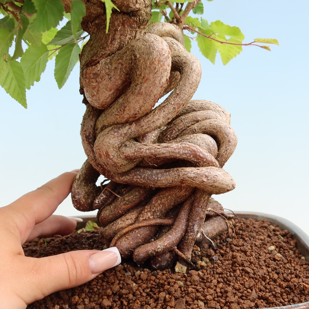 Vonkajší bonsaj -Carpinus coreana - Hrab kórejský