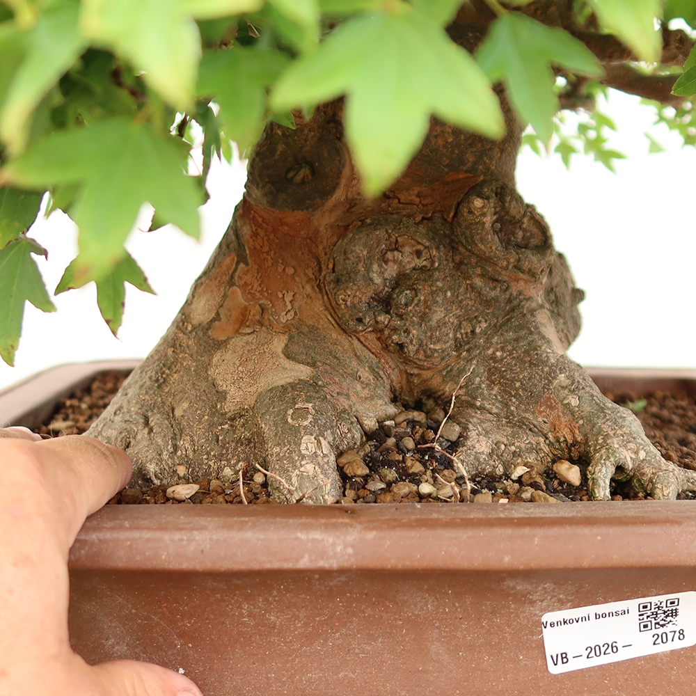 Vonkajšie bonsaje - Javor Burger - Acer Burgerianum
