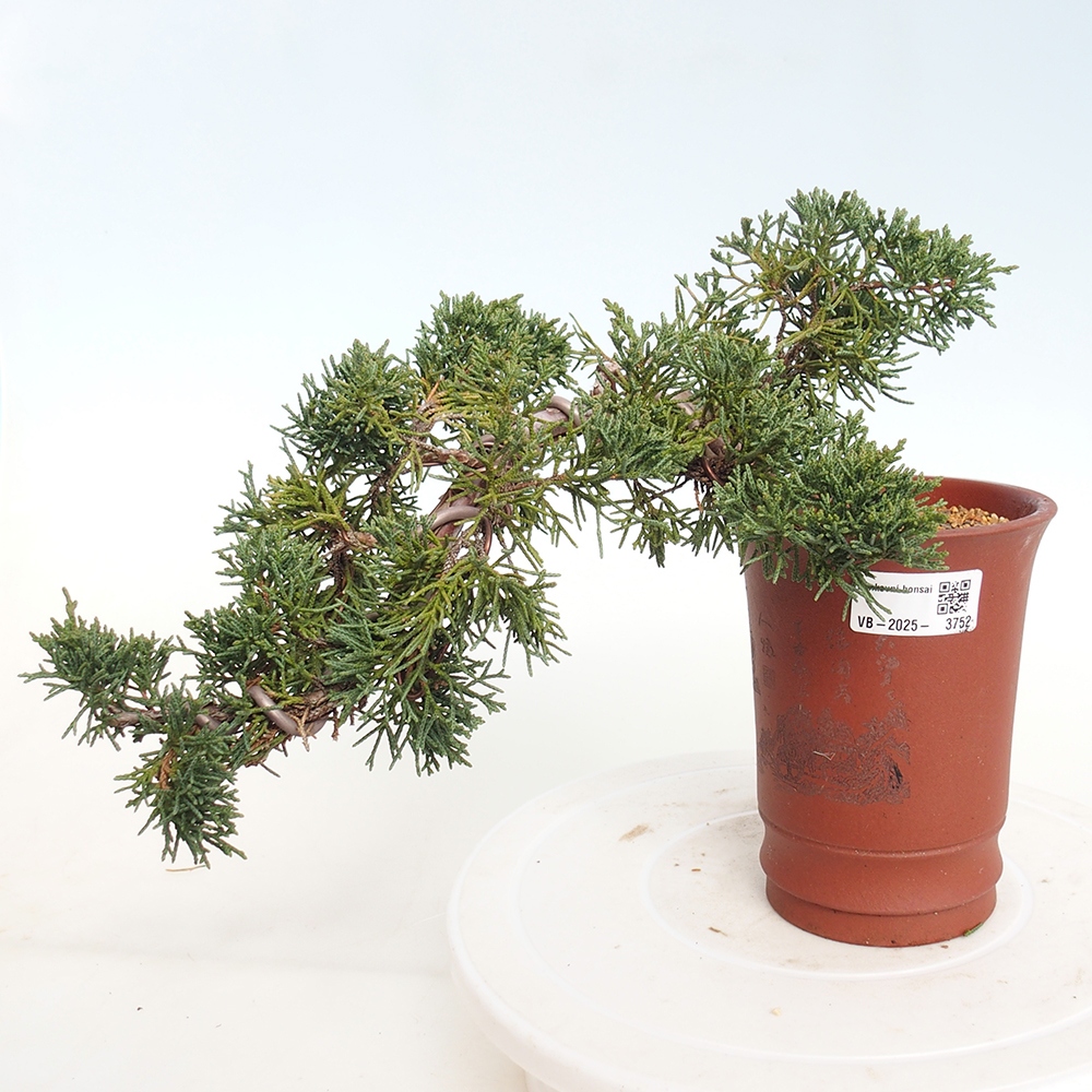 Vonkajší bonsaj - Juniperus chinensis Kishu