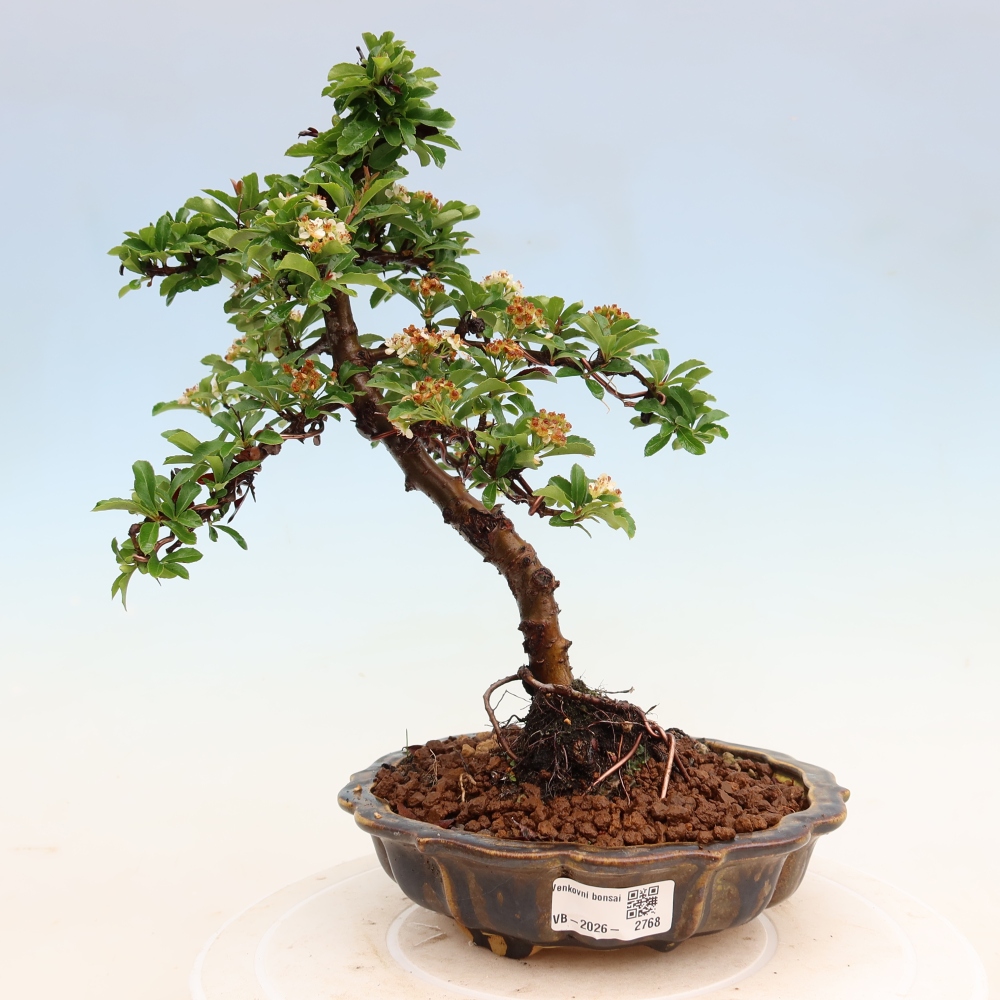 Vonkajší bonsai – Pyracantha teton – Hlohovec šarlátový