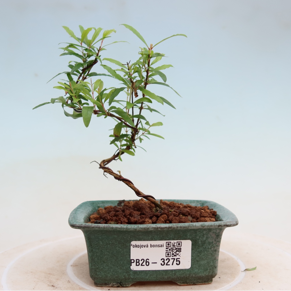Izbový bonsaj-PUNICA granatum nana-Granátové jablko