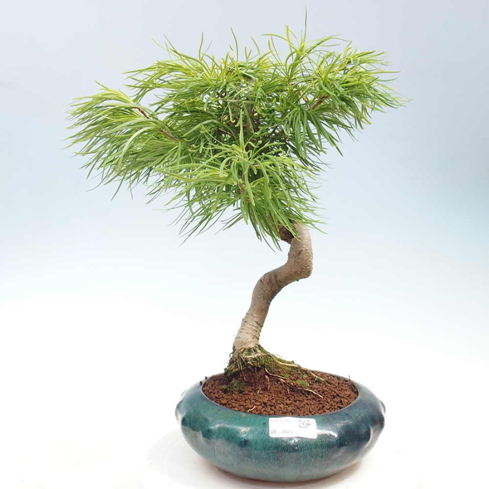 Vonkajší bonsai - Pamodrín - Pseudolarix amabis