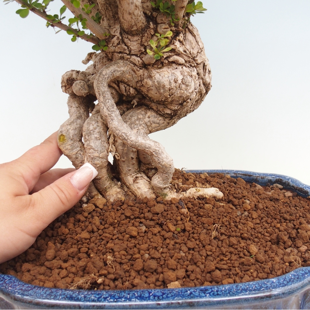 Vonkajšie bonsaje - Berberis coreana