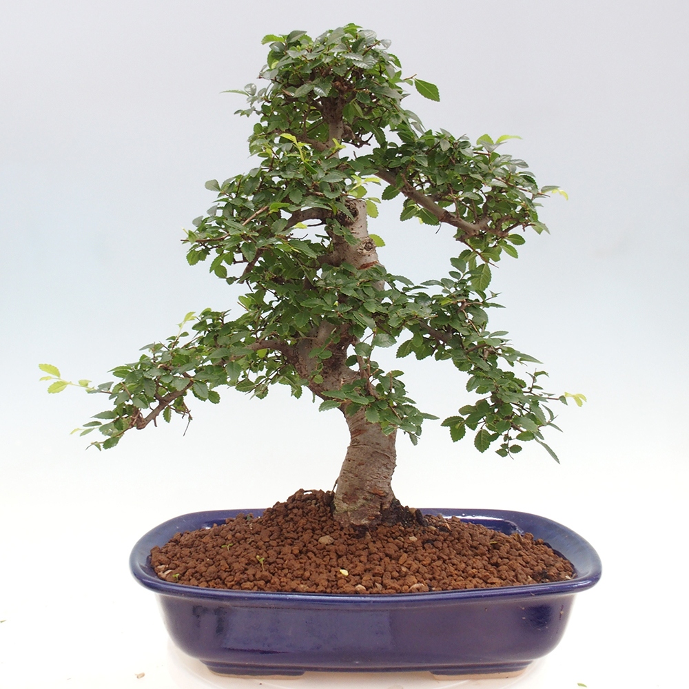 Izbová bonsai - Ulmus parvifolia - Malolistý brest